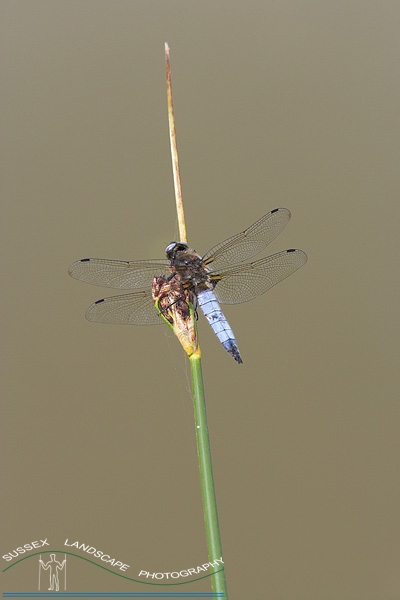 slides/Broad Bodied Chaser.jpg chaser,knepp,castle,lake,west,sussex,water,green,rushes,reeds Broad Bodied Chaser